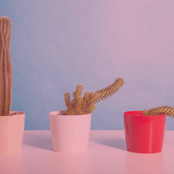 plantes